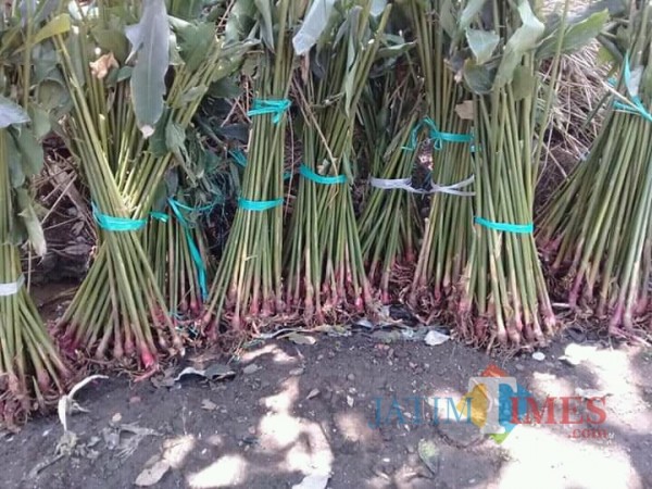 Jamu Senduro (Foto: Bramastyo Dhieka Anugerah / Jatim Times)