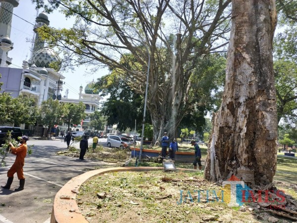 Suasana pemotongan pohon Beringin oleh tim potong pohon DLH Kota Malang (Hendra Saputra)