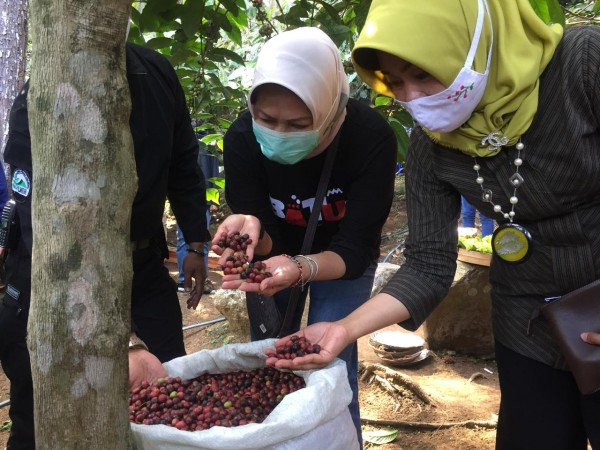 Wali Kota Batu Dewanti Rumpoko saat mencium aroma kopi Songgoriti di Kebun Kopi Ceret Ireng, Sabtu (29/8/2020). (Foto: Irsya Richa/MalangTIMES)