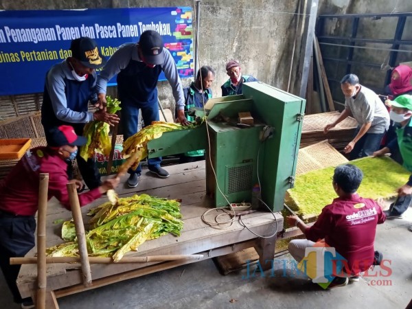 Para petani bersemangat mengikuti praktik pasca-panen yang digelar Dinas Pertanian dan Pangan Kabupaten Blitar.(Foto : Aunur Rofiq/BlitarTIMES)