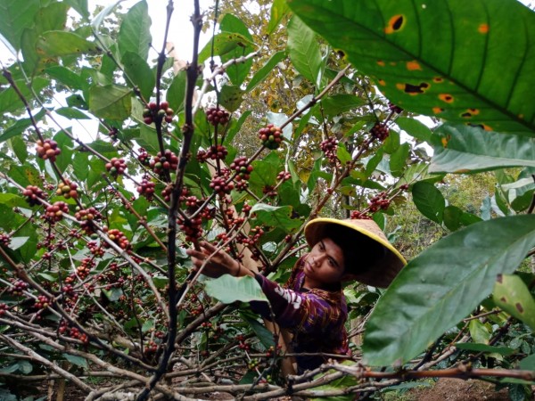 Ridho (18), petani kopi muda asal Wonosalam saat memanen kopi di kebunnya. (Foto : Adi Rosul / JombangTIMES)