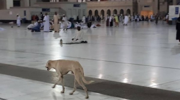 Potter anjing yang berkeliaran di Masjidil Haram (Istimewa).