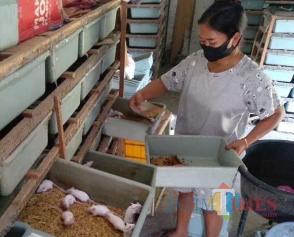 Wahyuni saat merawat tikus mencit di rumahnya. (Foto : Adi Rosul / JombangTIMES)