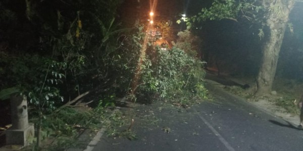 Pohon tumbang di kawasan Jalan Raya Pandanrejo, Desa Pandanrejo, Kecamatan Bumiaji. (Foto: istimewa)