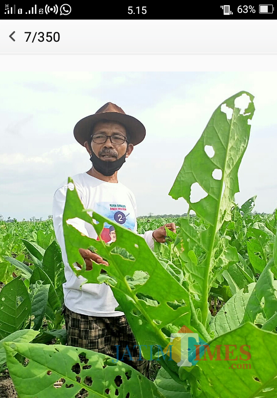 Sojo, Ketua DPC Asosiasi Petani Tembakau Indonesia (APTI) Kabupaten Ngawi