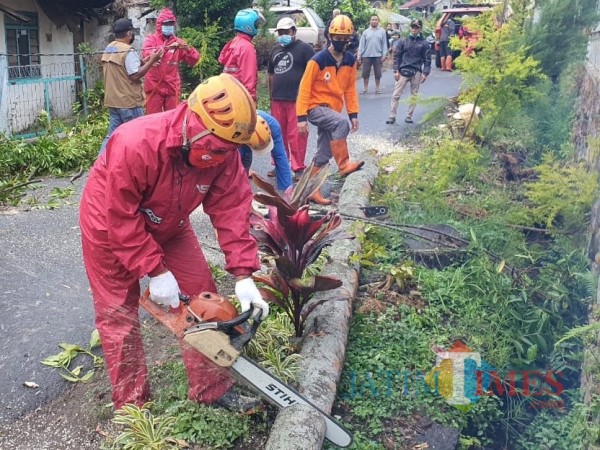 Petugas saat melakukan penebangan pohon tumbang di Jalan Hasanudin, Desa Bumiaji, Kecamatan Bumiaji.