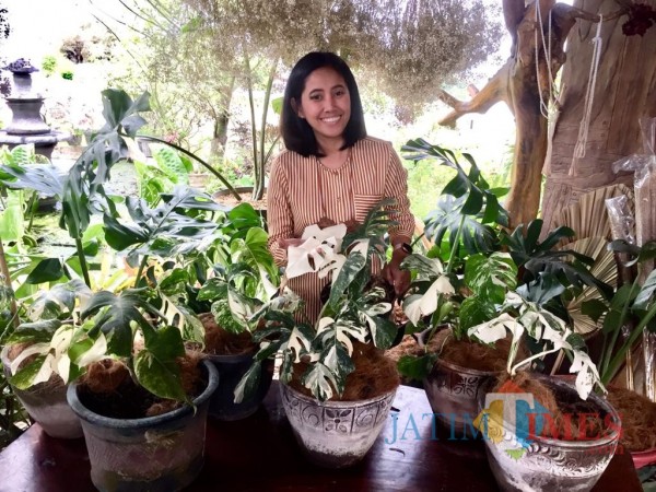 Pelaku usaha tanaman Kota Batu Lily Indayani saat menunjukkan tanaman monstera di stannya di Kelurahan Temas, Kecamatan Batu. (Foto: Irsya Richa/MalangTIMES)