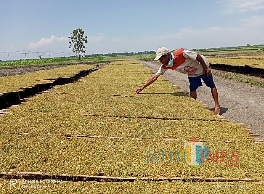 Petani tembakau kini menghadapi anjloknya harga tembakau di pasaran.