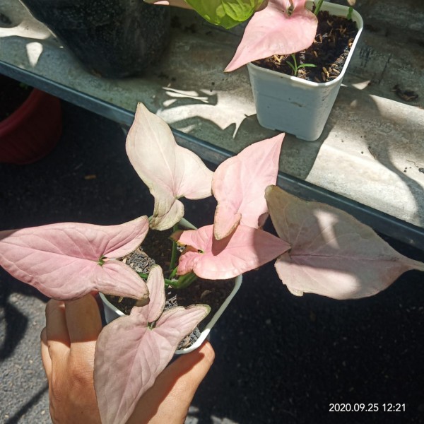 Salah satu tanaman jenis Syngonium yang akan hadir di Pameran Virtual Bunga di Malang tanggal 3-4 Oktober 2020 mendatang. (Foto: Dokumentasi Rak Bunga Malang).