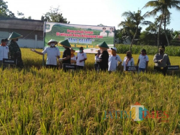 Padi Organik Majukan Pertanian Lumajang (Foto: Bramastyo Dhieka Anugerah / Jatim Times)