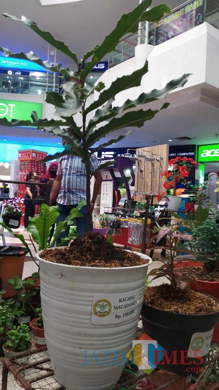 Macademia Kacang Berkhasiat Untuk Diet Ini Dijual Di Pameran Virtual Tanaman Hias Malang Jatim Times