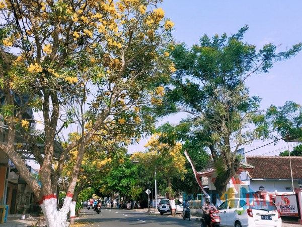 Bunga pohon Tabebuya bermekaran di Kota Blitar. (Foto: Dokumen JatimTIMES)
