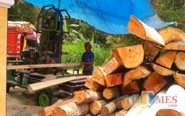 Pengolahan Kayu Sengon di wilayah desa Kedoyo Kecamatan Sendang /Foto : Istimewa / Tulungagung TIMES
