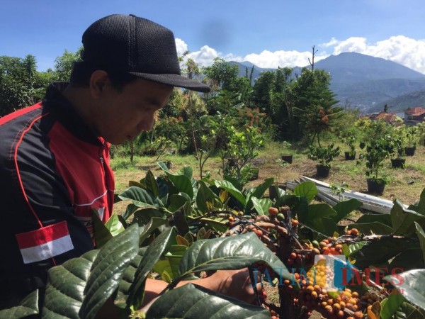 Petani sekaligus pelaku usaha kopi Paimo saat memetik kopi di lahannya, Desa Bulukerto, Kecamatan Bumiaji (Foto: Irsya Richa/ MalangTIMES)