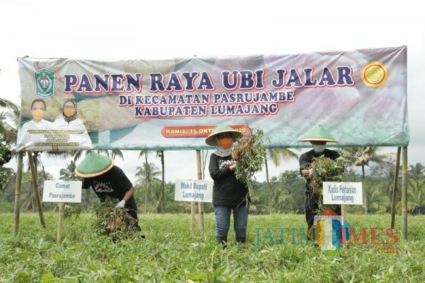Wabup Lumajang saat panen ubi madu Pasrujambe (Foto : Kominfo / Jatim TIMES)