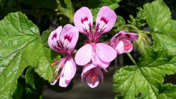 Ilustrasi Geranium Radula. (Foto: fadianflair.blogspot.com)
