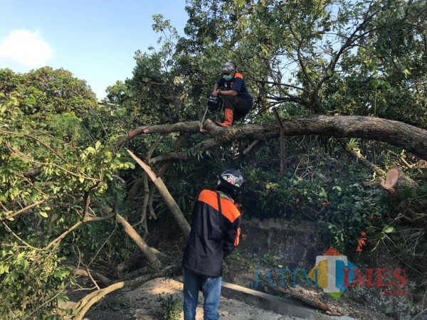 Petugas saat melakukan pemotongan pohon kelengkeng di Jalan Abdul Jalil, Kelurahan Sisir, Kecamatan Batu, Jumat (16/10/2020). (Foto: istimewa)