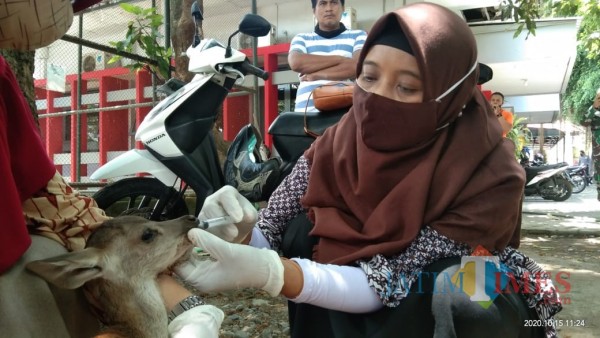 salah seorang petugas saat merawat bayi rusa yang baru lahir (Joko Pramono for Jatim TIMES)