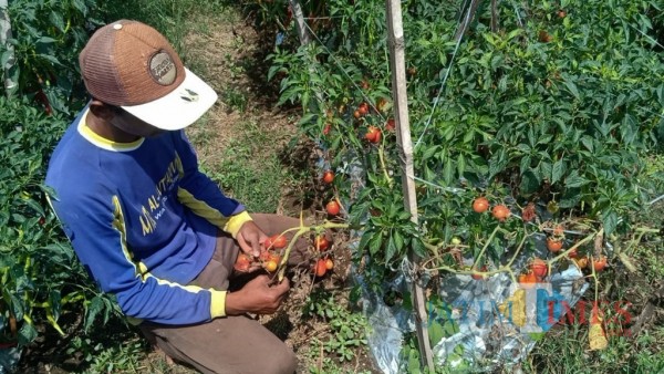 Charis salah satu petani tomat membiarkan panennya membusuk.(eko arif s/Jatimtimes)