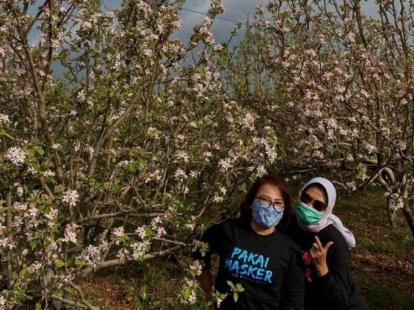 Wali Kota Batu Dewanti Rumpoko saat swafoto bersama temannya di perkebunan apel Kecamatan Bumiaji. (Foto: istimewa)