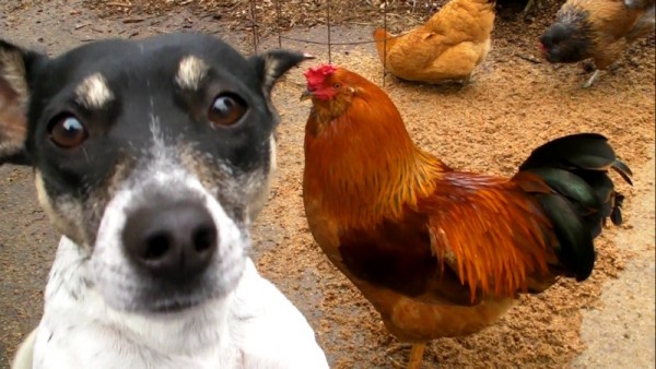 Anjing dan ayam (Foto: One Green Plane)