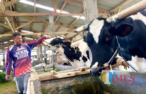 Salah satu peternak saat memberikan pakan kepada sapinya di Kota Batu. (Foto: Irsya Richa/MalangTIMES)