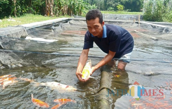 Suryo pembudidaya ikan koi di Desa Pranggang Kecamatan Plosoklaten. (Eko Arif S/Jatimtimes)