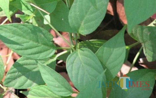 Daun sembukan / Foto : Istimewa / Tulungagung TIMES