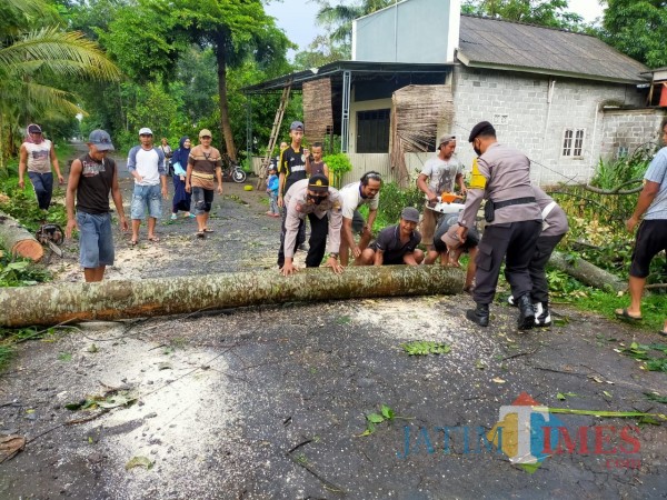 Polisi dan warga mengevakuasi pohon tumbang akibat bencana puting beliung