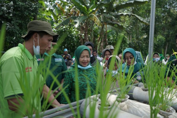 Calon Bupati Malang nomor urut dua yakni Lathifah Shohib saat menyapa dan melihat hasil tani dari petani di wilayah Pagelaran. (Foto: Dok. Malang Bangkit)