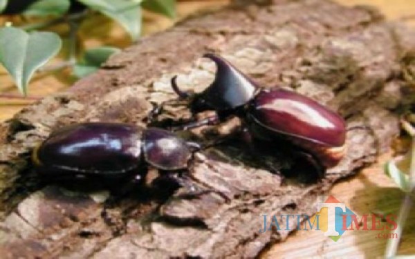 Hama Kwawung atau sebagian orang menyebut dengan istilah lonte yang serang pohon kelapa di Tulungagung / Foto : Ilustrasi / Tulungagung TIMES