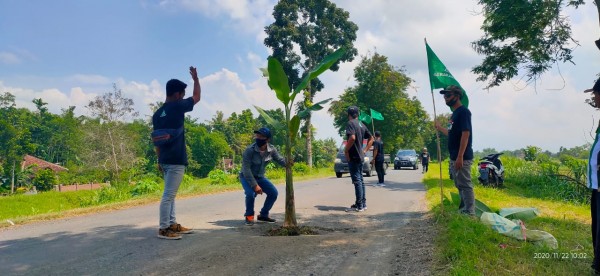 Warga saat menanami jalan beraspal dengan pohon pisang di jakur Kencong Tanggul (foto : Ulum Pitek / JatimnTIMES)