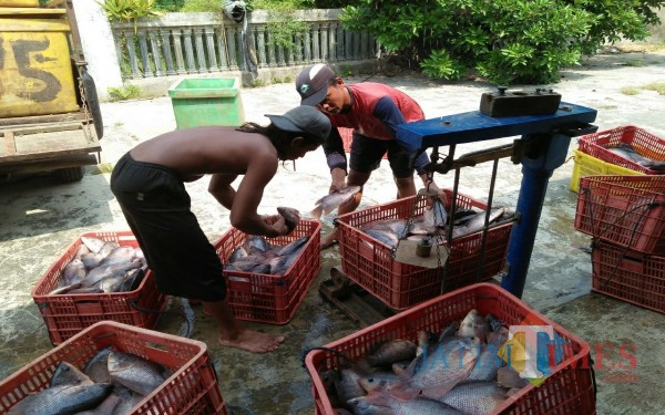 Ikan yang baru panen sebelum dinaikkan kendaraan harus ditimbang / Foto : Zaenal Arifin Aspigrata / Tulungagung TIMES