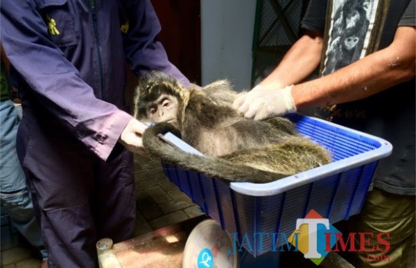 Salah satu lutung Jawa sedang menjalani pemeriksaan saat di Javan Langur Center, Coban Talun, Desa Tulungrejo, Kecamatan Bumiaji. (Foto: Irsya Richa/MalangTIMES)