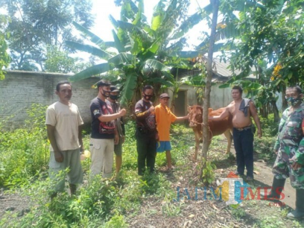 Sapi jenis Limousin yag berhasil ditemukan (Foto : Polsek Pasirian / Jatim TIMES)
