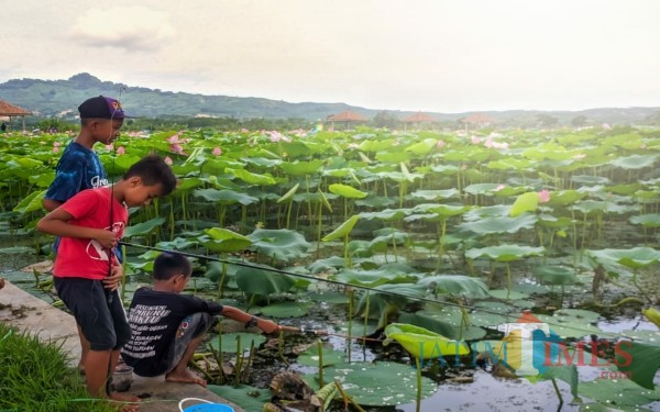 Indahnya teratai yang tumbuh di telaga Bedalem Tulungagung / Foto : Dias Van Dhemit / Tulungagung TIMES