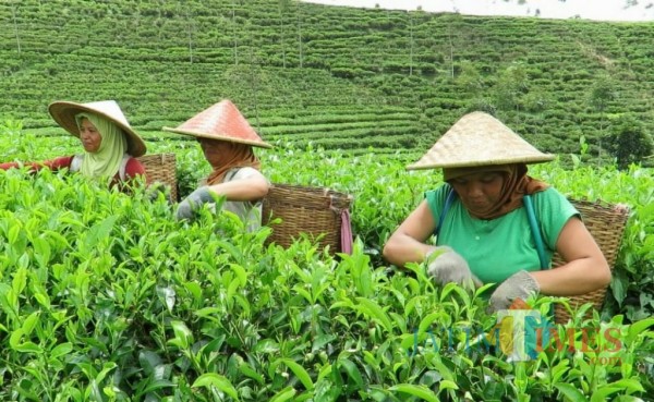 Aktivitas pemetik daun teh di kawasan wisata Sirah Kencong Kabupaten Blitar.(Foto : Malik Naharul/BlitarTIMES)