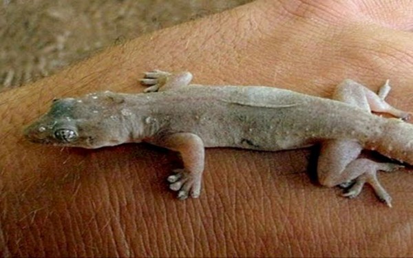 Resahnya Ibu Ibu Di Tulungagung Karena Ulah Cicak Masuk Makanan Begini Cara Mengatasi Jatim Times Resahnya Ibu Ibu Di Tulungagung Karena Ulah Cicak Masuk Makanan Begini Cara Mengatasi Jatim Times