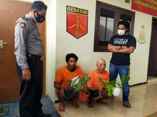 Kedua tersangka pencuri tanaman hias saat diamankan di Mapolsek Karangploso. (Foto: Polsek Karangploso)