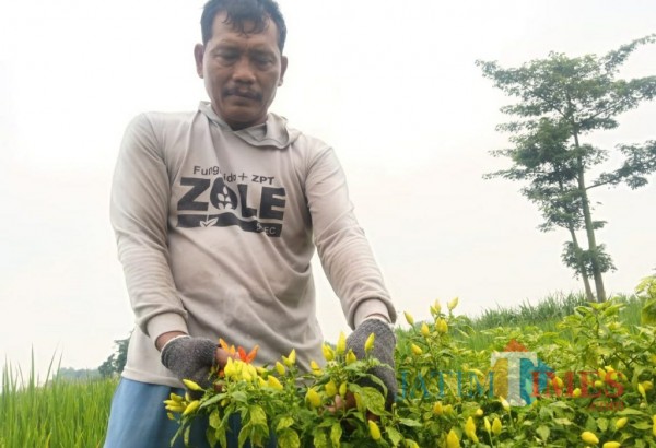 Seger, salah satu petani cabai saat memanen hasil panenan. (Eko Arif s/JatimTIMES)