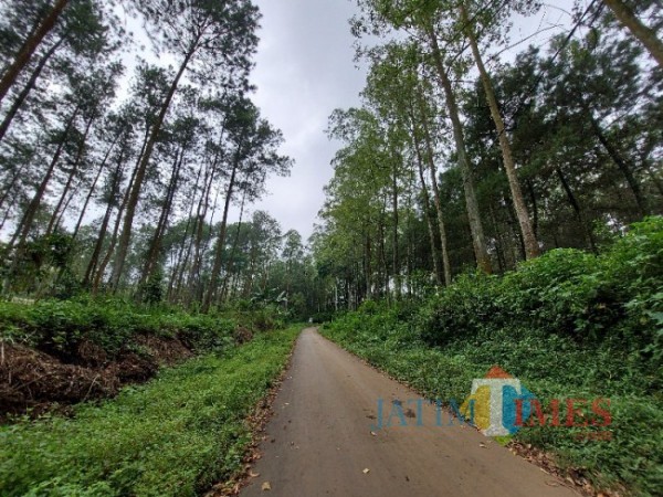 Hutan di Kabupaten Malang Mulai Rusak, Picu Bencana Alam, Bagaimana