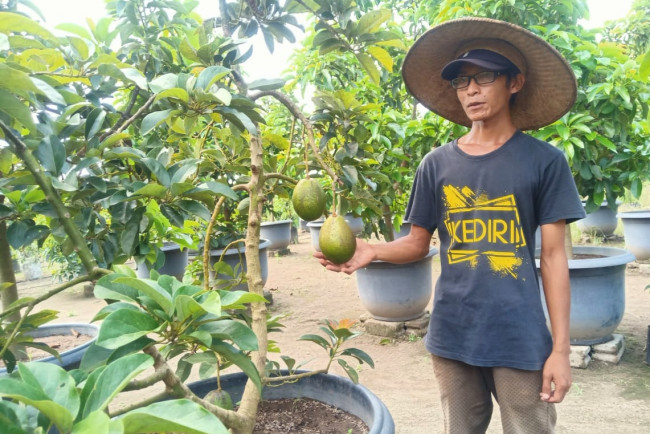 Untuk penjualan bibit tanaman tabulampot ini sudah menembus di seluruh penjuru pelosok Tanah Air, dengan melalui media Sosial. (Foto: Ist)