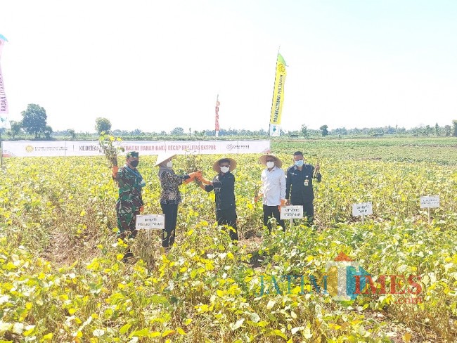 Menteri Pertanian RI Syahrul Yasin Limpo saat memanen kacang kedelai untuk produksi kecap ekspor. 