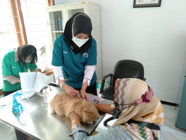 Tenaga kesehatan di Puskeswan Dispangtan Kota Malang saat menyuntikkan vaksin rabies terhadap kucing.