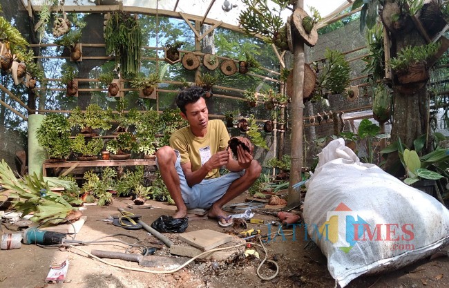 Susilo Hadi saat menyiapkan Platycerium jenis Ridleyi di greenhouse miliknya.(Foto: Riski Wijaya/MalangTIMES)