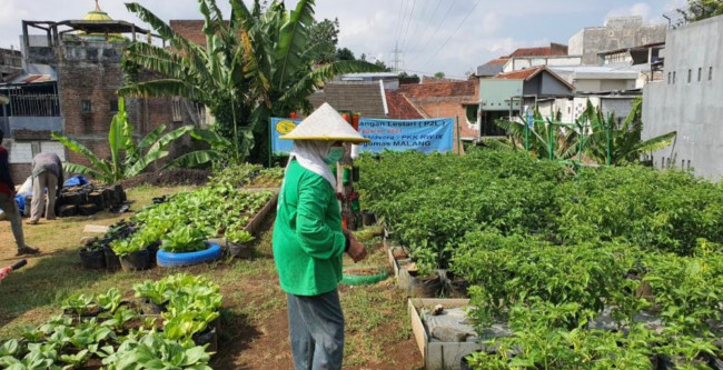 Praktek urban farming oleh Kurniatun Hairiah. 