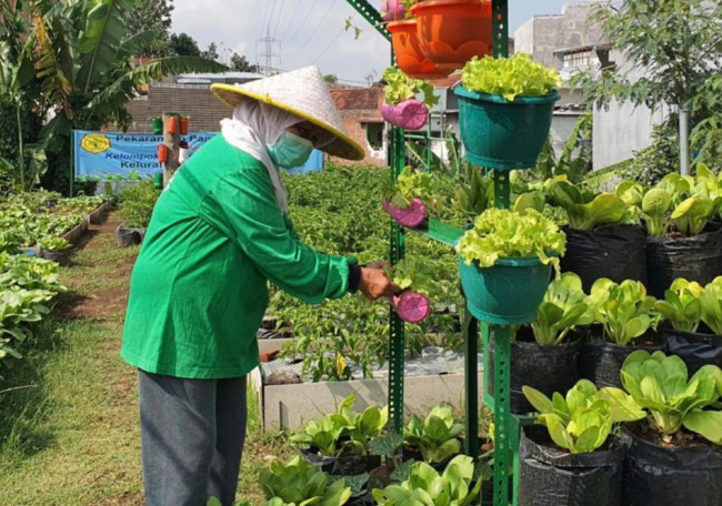 Praktek urban farming oleh Kurniatun Hairiah. 