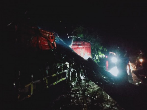 Hujan Angin, 5 Pohon Tumbang Tutup Jalan Jombang-Kediri dan Timpa 2 Kendaraan