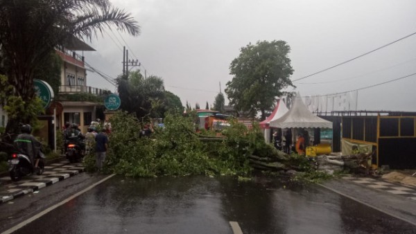 Pohon Besar Tumbang Tutupi Jalan Raya Punten Kota Batu, Roda Empat Tak Bisa Lewat