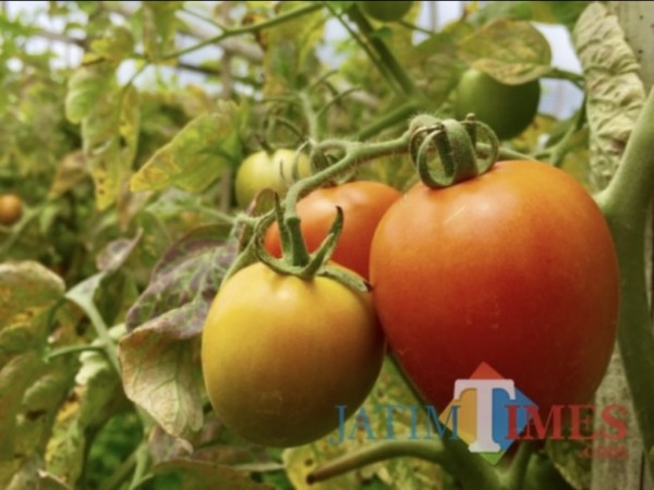 Ini Tiga Jenis Tanaman Sayuran Semusim Terbanyak di Kota Batu, Tertinggi Buah Tomat